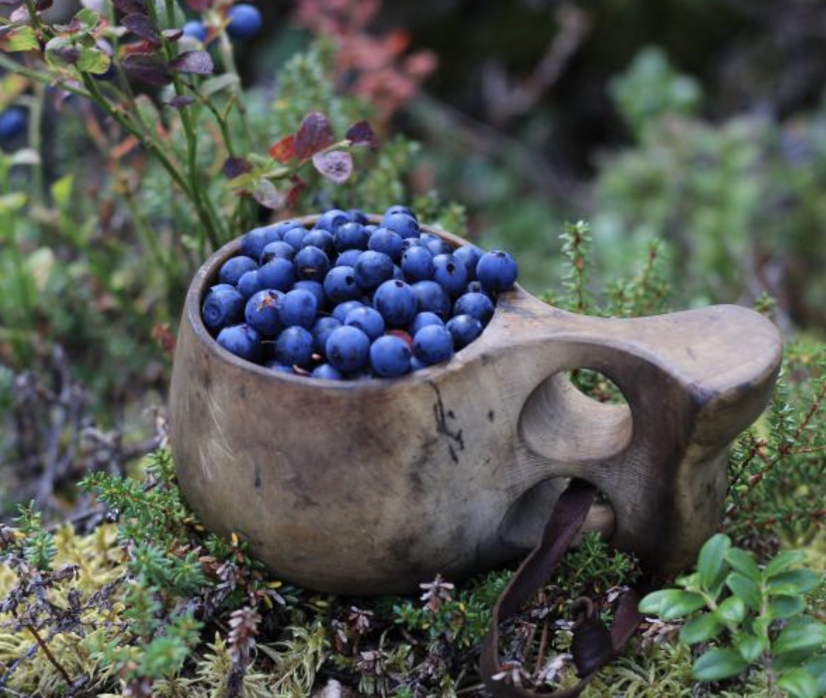 Bilberries in a traditional wooden cup on Nordic forest ground